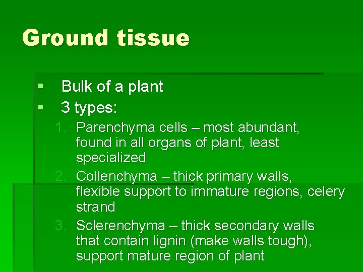 Ground tissue § Bulk of a plant § 3 types: 1. Parenchyma cells –