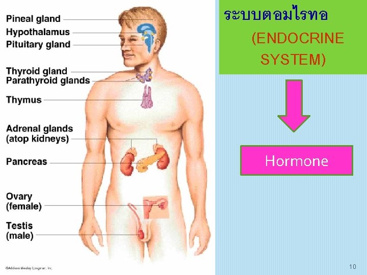 ระบบตอมไรทอ (ENDOCRINE SYSTEM) Hormone 10 