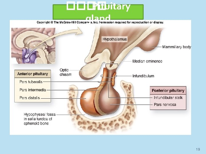 ���� Pituitary gland 19 