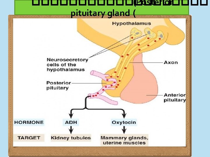 ���������� (Posterior pituitary gland ( 