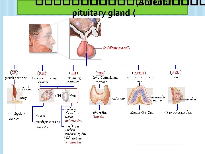 ���������� (Anterior pituitary gland ( 21 