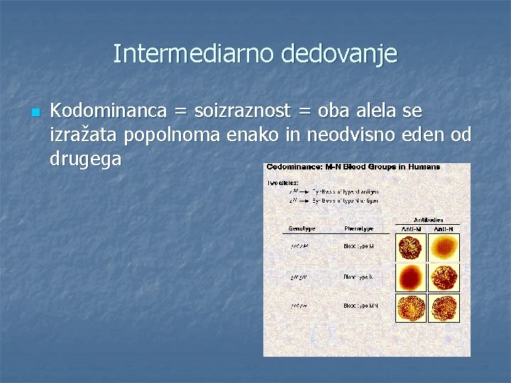 Intermediarno dedovanje n Kodominanca = soizraznost = oba alela se izražata popolnoma enako in