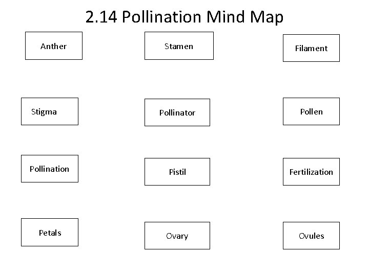 2. 14 Pollination Mind Map Anther Stamen Filament Pollinator Pollen Pollination Pistil Fertilization Petals