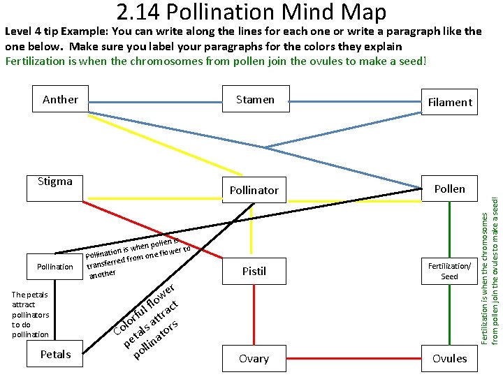 2. 14 Pollination Mind Map Anther Stigma Pollination The petals attract pollinators to do