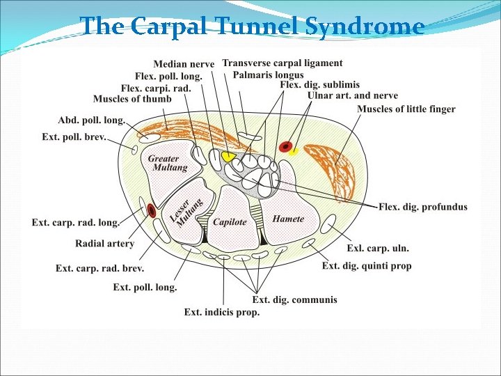 The Carpal Tunnel Syndrome 