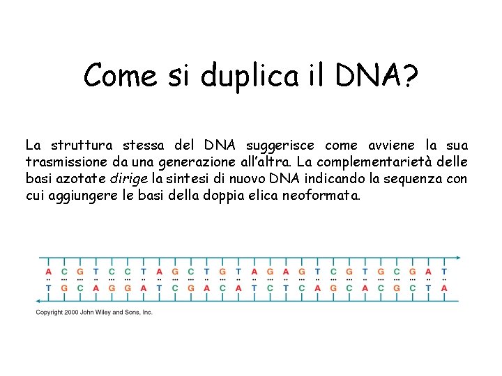 Come si duplica il DNA? La struttura stessa del DNA suggerisce come avviene la