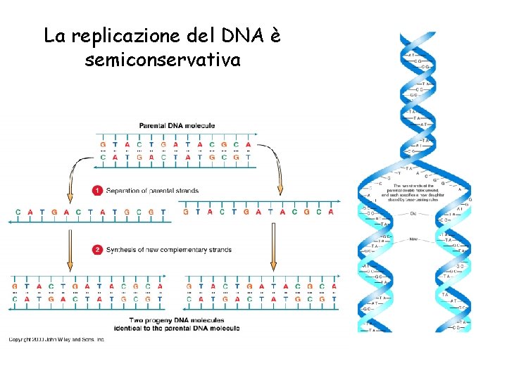 La replicazione del DNA è semiconservativa 