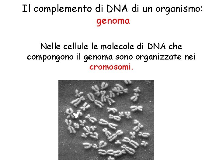 Il complemento di DNA di un organismo: genoma Nelle cellule le molecole di DNA