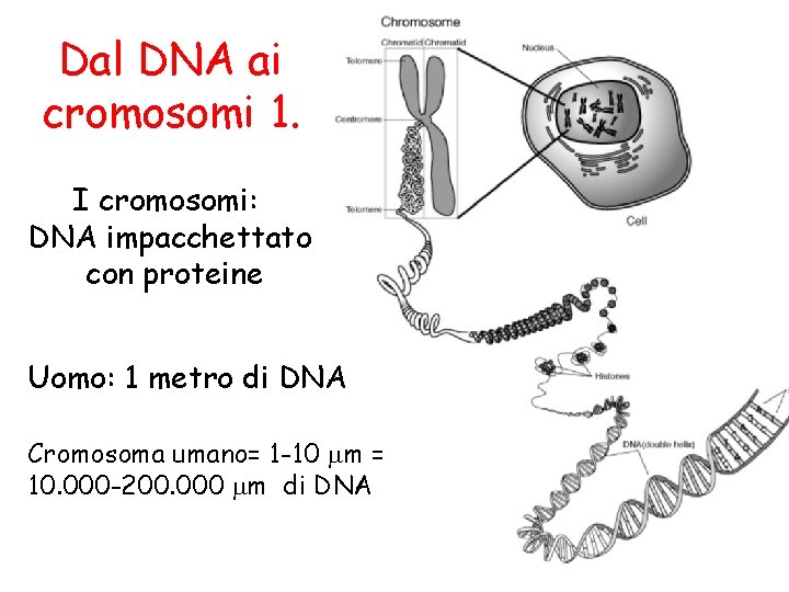 Dal DNA ai cromosomi 1. I cromosomi: DNA impacchettato con proteine Uomo: 1 metro