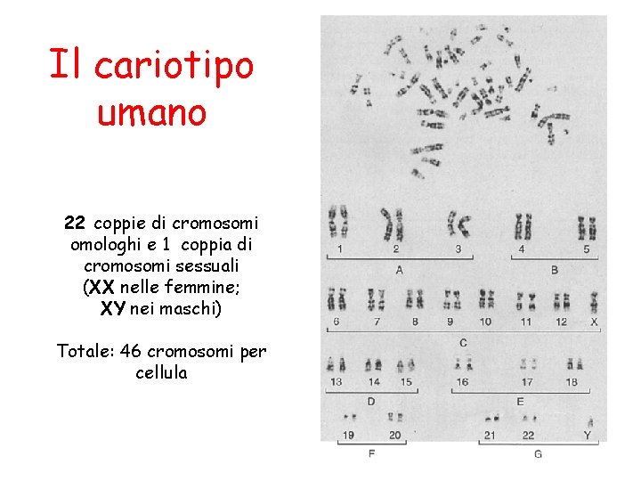 Il cariotipo umano 22 coppie di cromosomi omologhi e 1 coppia di cromosomi sessuali