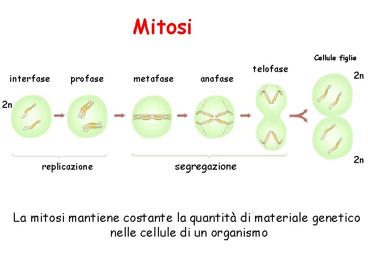 Mitosi interfase profase metafase anafase telofase Cellule figlie 2 n 2 n replicazione segregazione