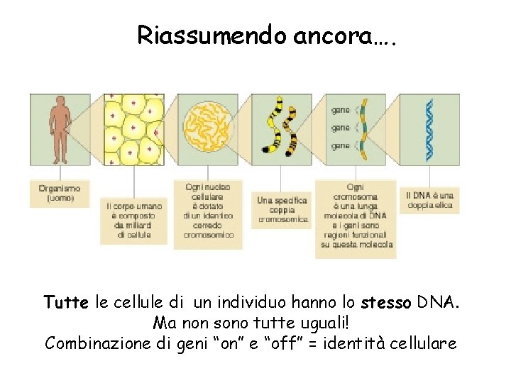 Riassumendo ancora…. Tutte le cellule di un individuo hanno lo stesso DNA. Ma non