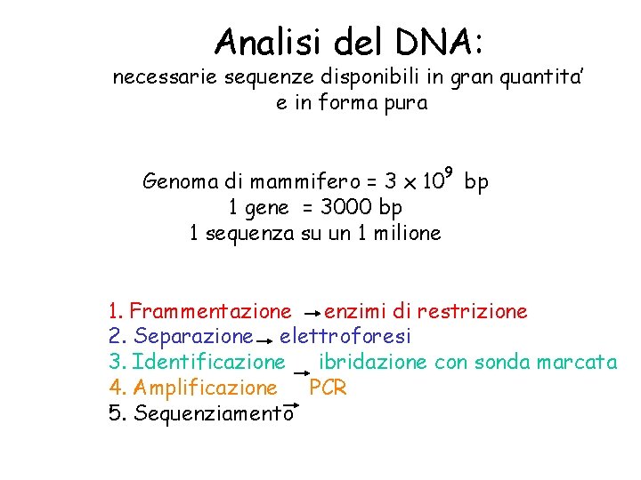 Analisi del DNA: necessarie sequenze disponibili in gran quantita’ e in forma pura 9