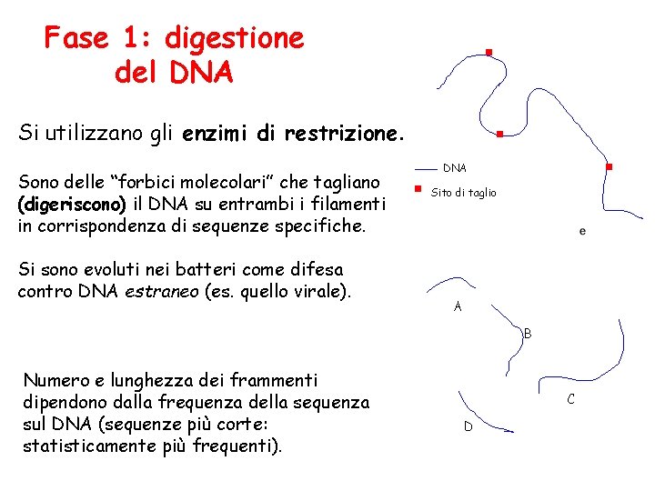 Fase 1: digestione del DNA Si utilizzano gli enzimi di restrizione. Sono delle “forbici