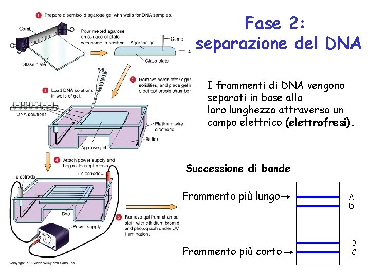 Fase 2: separazione del DNA I frammenti di DNA vengono separati in base alla