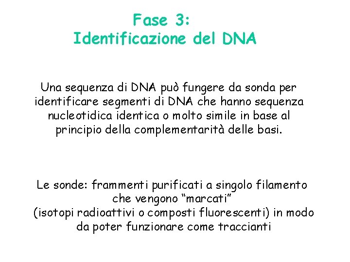 Fase 3: Identificazione del DNA Una sequenza di DNA può fungere da sonda per