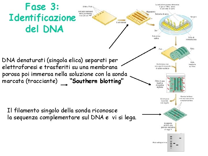 Fase 3: Identificazione del DNA denaturati (singola elica) separati per elettroforesi e trasferiti su
