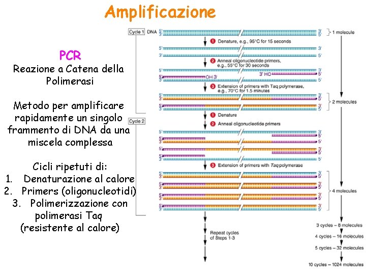 Amplificazione PCR Reazione a Catena della Polimerasi Metodo per amplificare rapidamente un singolo frammento