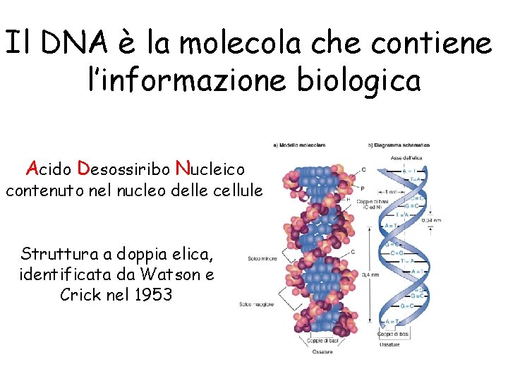 Il DNA è la molecola che contiene l’informazione biologica Acido Desossiribo Nucleico contenuto nel