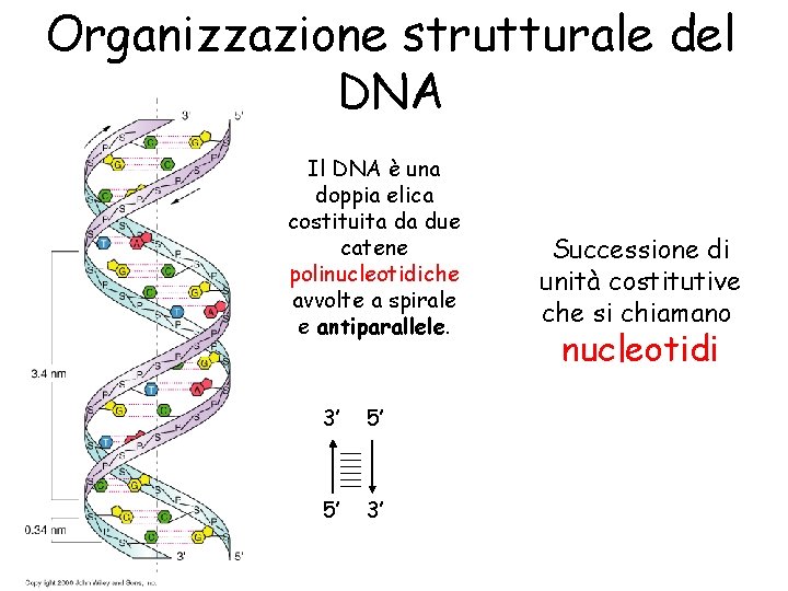 Organizzazione strutturale del DNA Il DNA è una doppia elica costituita da due catene