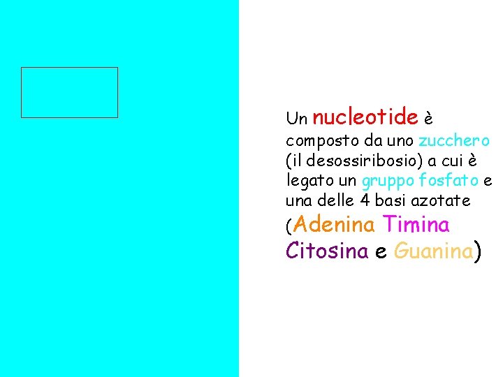 Un nucleotide è composto da uno zucchero (il desossiribosio) a cui è legato un