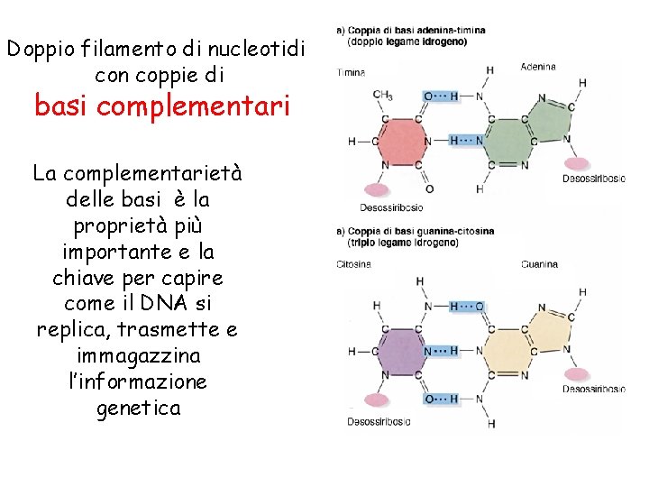 Doppio filamento di nucleotidi con coppie di basi complementari La complementarietà delle basi è