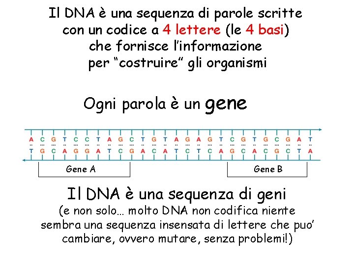 Il DNA è una sequenza di parole scritte con un codice a 4 lettere