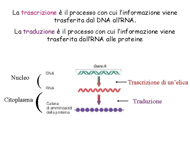 La trascrizione è il processo con cui l’informazione viene trasferita dal DNA all’RNA. La
