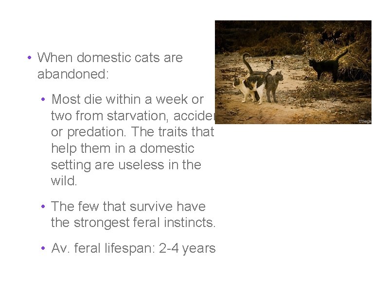  • When domestic cats are abandoned: • Most die within a week or