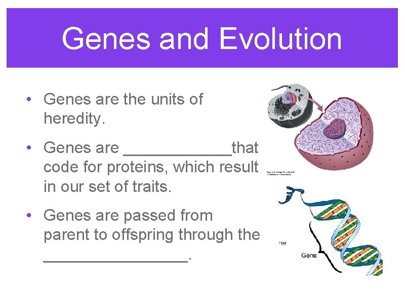 Genes and Evolution • Genes are the units of heredity. • Genes are ______that