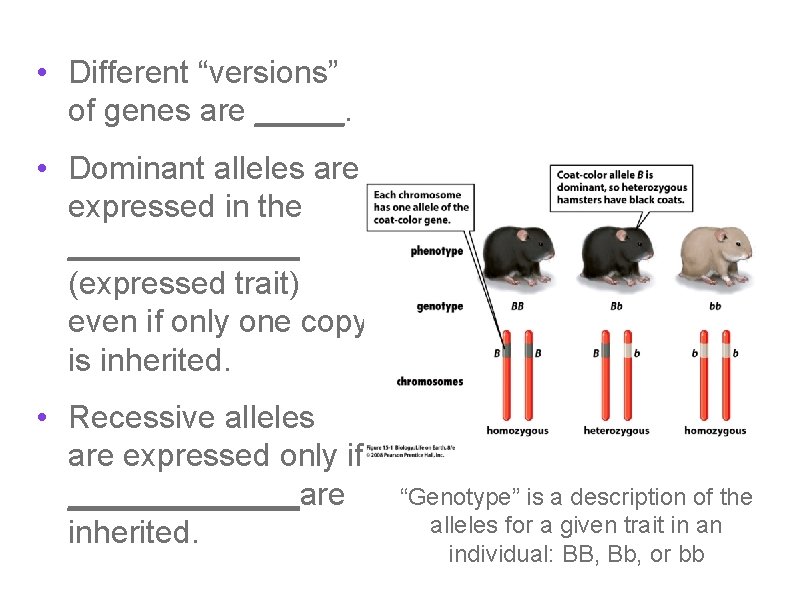  • Different “versions” of genes are _____. • Dominant alleles are expressed in
