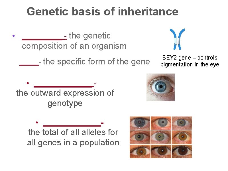 Genetic basis of inheritance • _____ - the genetic composition of an organism _____