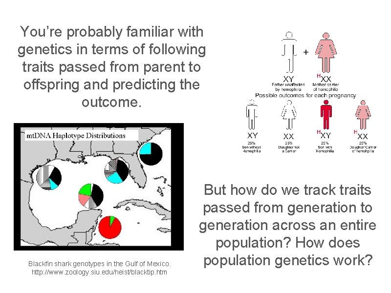 You’re probably familiar with genetics in terms of following traits passed from parent to