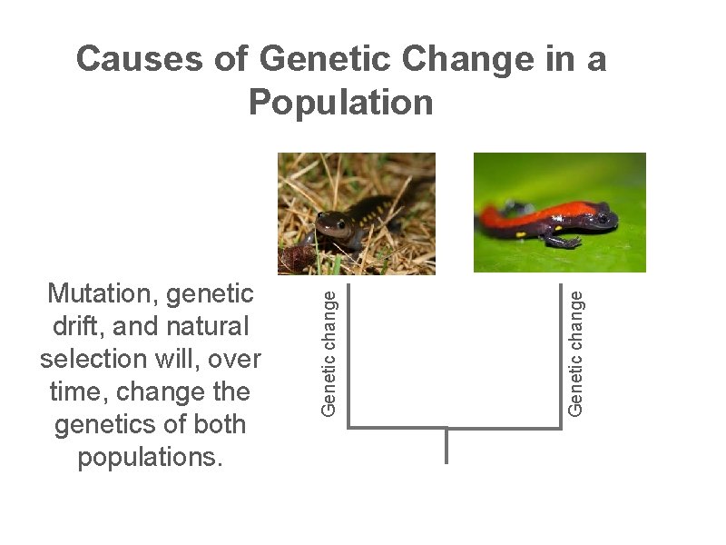 Genetic change Mutation, genetic drift, and natural selection will, over time, change the genetics