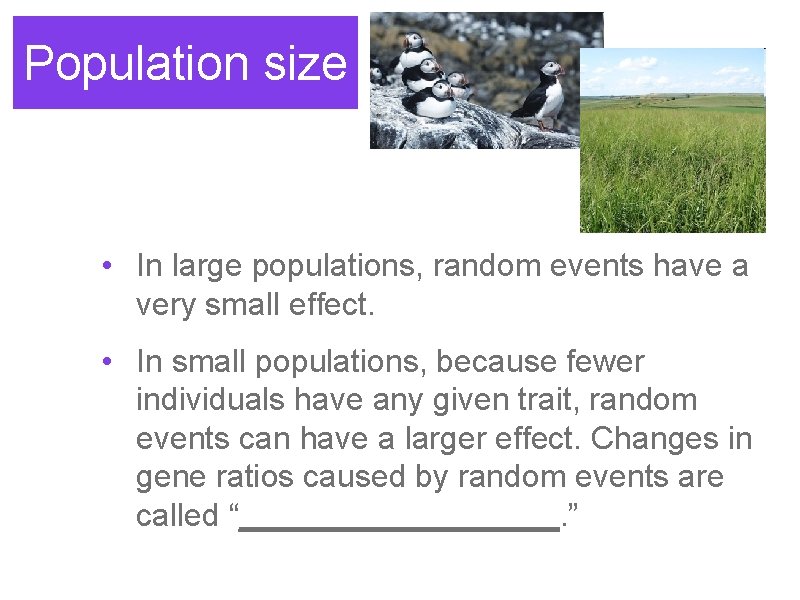 Population size • In large populations, random events have a very small effect. •