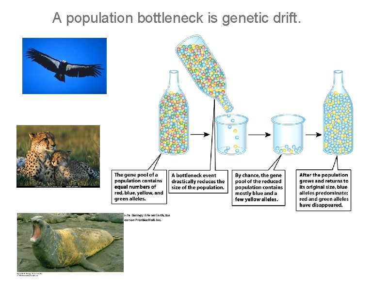 A population bottleneck is genetic drift. 