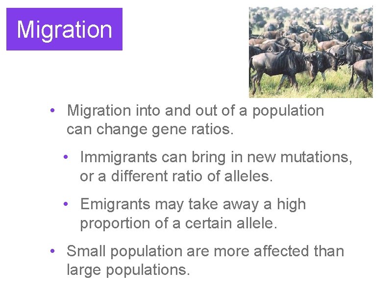 Migration • Migration into and out of a population can change gene ratios. •