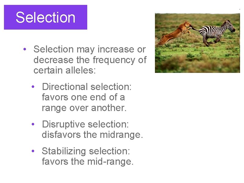 Selection • Selection may increase or decrease the frequency of certain alleles: • Directional