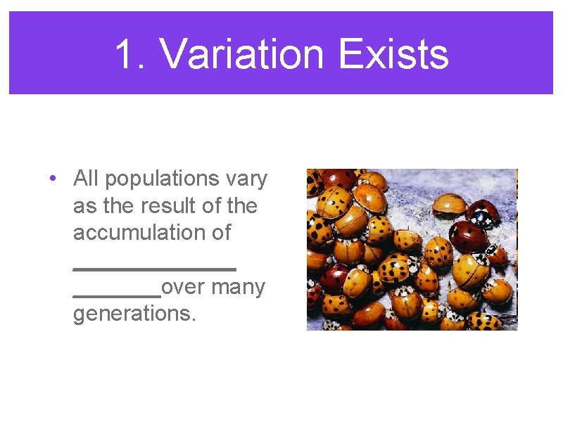 1. Variation Exists • All populations vary as the result of the accumulation of
