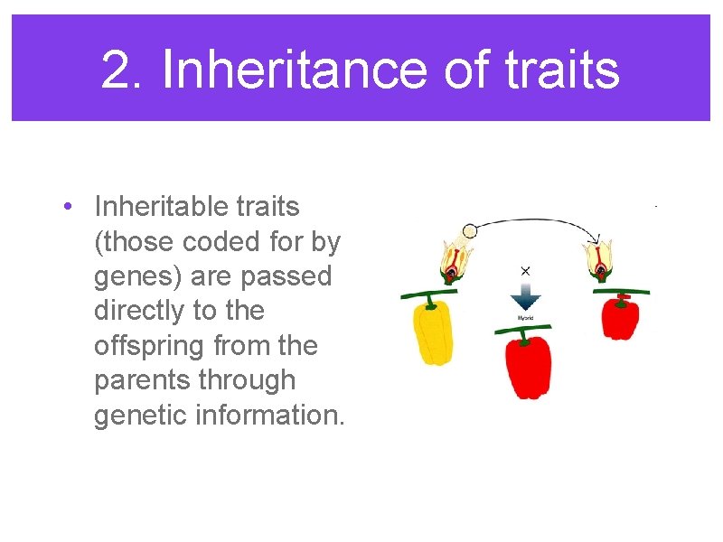 2. Inheritance of traits • Inheritable traits (those coded for by genes) are passed