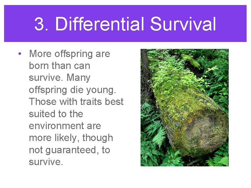 3. Differential Survival • More offspring are born than can survive. Many offspring die