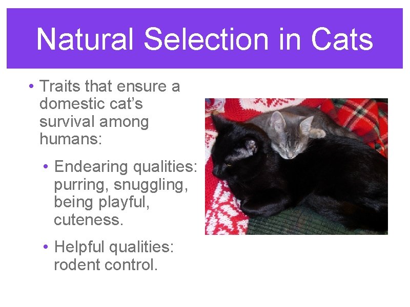 Natural Selection in Cats • Traits that ensure a domestic cat’s survival among humans: