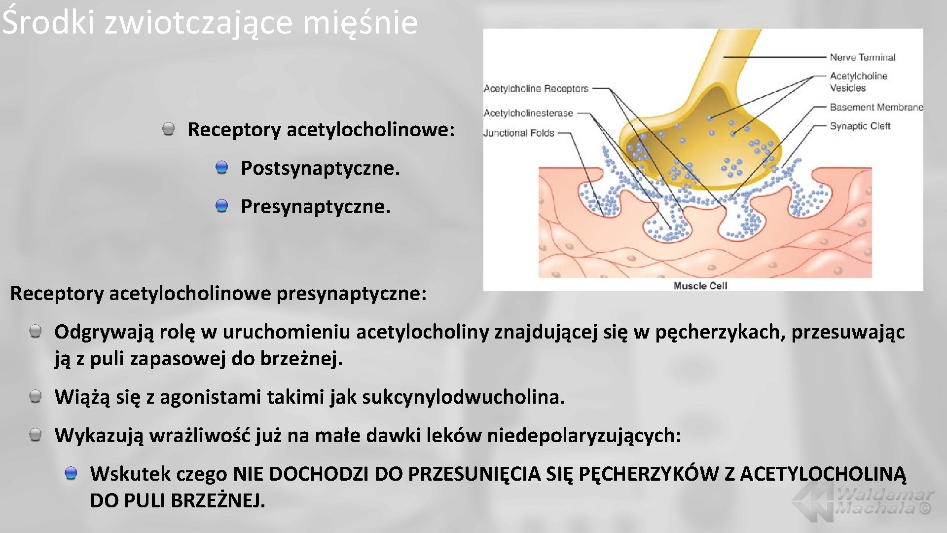 Środki zwiotczające mięśnie Receptory acetylocholinowe: Postsynaptyczne. Presynaptyczne. Receptory acetylocholinowe presynaptyczne: Odgrywają rolę w uruchomieniu