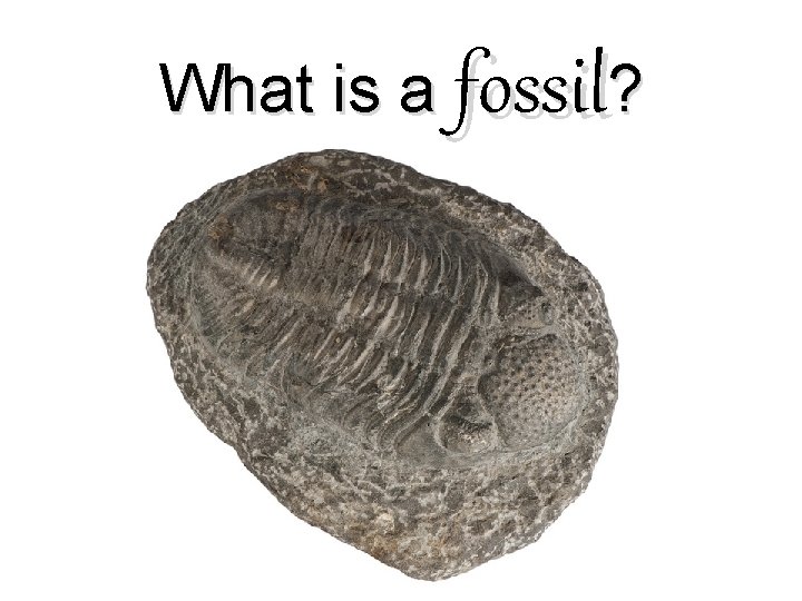 What is a fossil? What is a fossil?