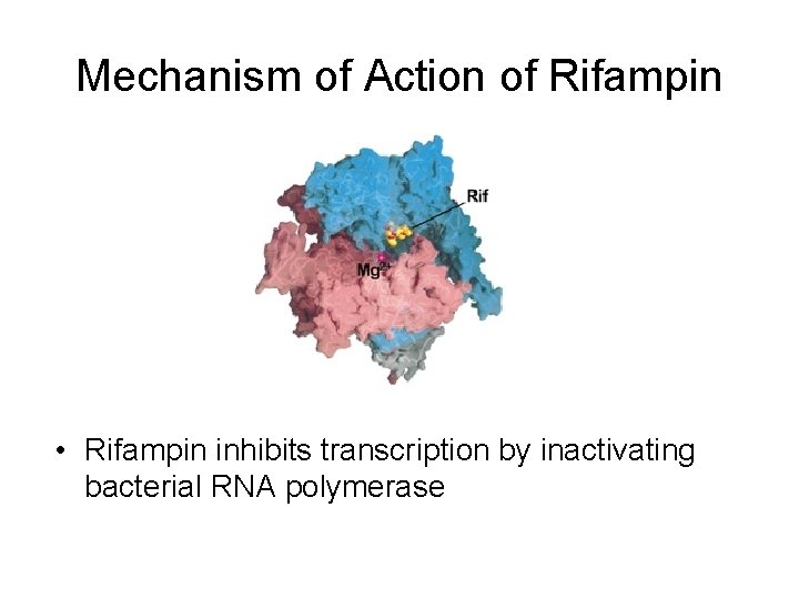 Mechanism of Action of Rifampin • Rifampin inhibits transcription by inactivating bacterial RNA polymerase Mechanism of Action of Rifampin • Rifampin inhibits transcription by inactivating bacterial RNA polymerase