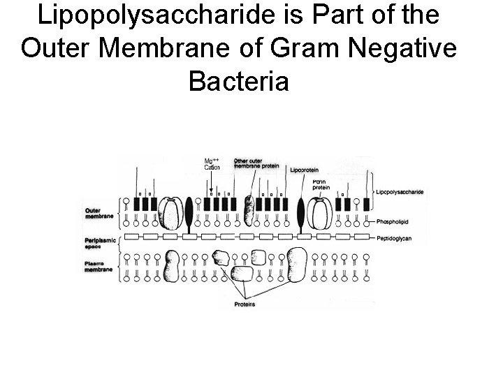Lipopolysaccharide is Part of the Outer Membrane of Gram Negative Bacteria 