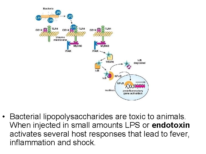 • Bacterial lipopolysaccharides are toxic to animals. When injected in small amounts LPS • Bacterial lipopolysaccharides are toxic to animals. When injected in small amounts LPS