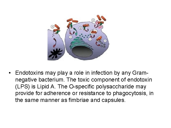  • Endotoxins may play a role in infection by any Gramnegative bacterium. The