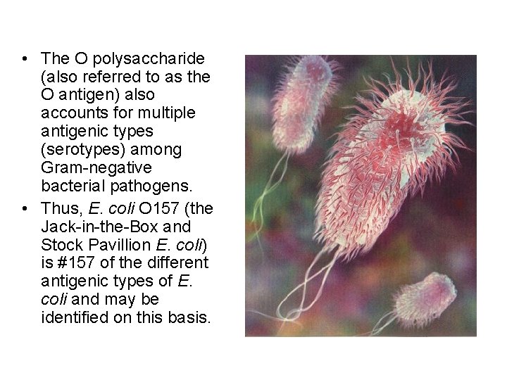 • The O polysaccharide (also referred to as the O antigen) also accounts • The O polysaccharide (also referred to as the O antigen) also accounts