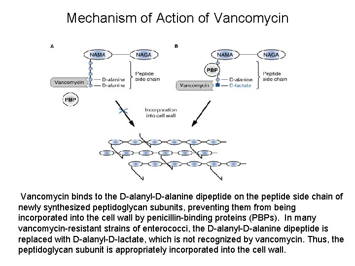 Mechanism of Action of Vancomycin binds to the D-alanyl-D-alanine dipeptide on the peptide side Mechanism of Action of Vancomycin binds to the D-alanyl-D-alanine dipeptide on the peptide side